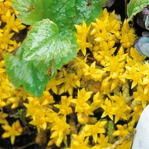 Sedum Acre