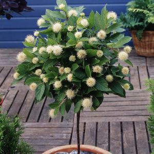 Cephalanthus op Stam (Kogelbloem)