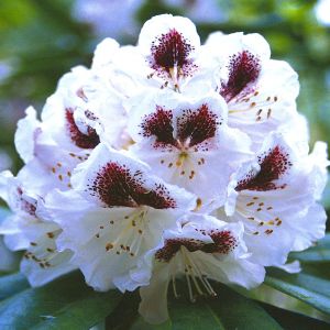 Rhododendron Sappho 13 cm