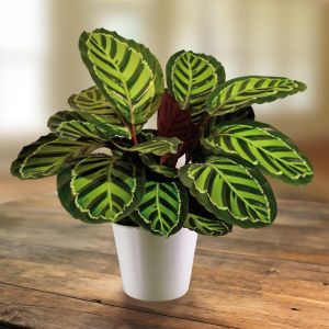 Calathea Roseapicta