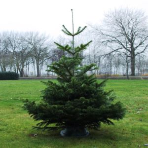 Abies Nordmanianna125 150