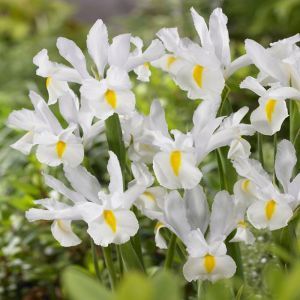 Iris Hollandica White Exelsior x 10