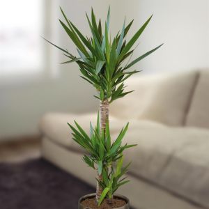 Yucca elephantipes 130cm (Palmlelie)