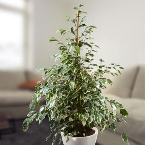 Ficus benjamina Twilight