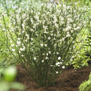Cytisus White Lion (Bezembrem)