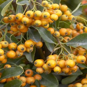 Vuurdoorn Golden Charmer