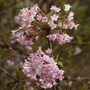 Viburnum bodnantese Dawn (Sneeuwbal)