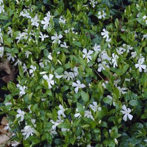 Maagdenpalm (Vinca minor) 9 cm pot