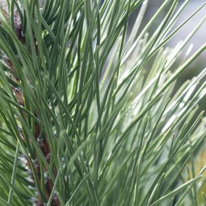 Pinus Sylvestris (Pijnboom)