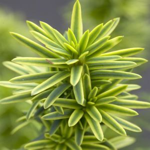 Taxus baccata David (Venijnboom)