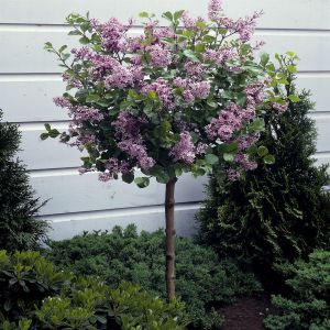 Dwergsering Syringa meyeri Palibin op