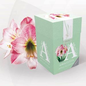 Amaryllis Apple Blossom Kadoverpakt