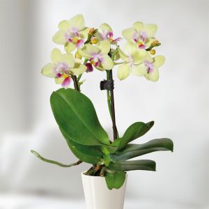 Gele Dwerg Phalaenopsis
