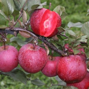 Appelboom Malus domestica Baya Marisa