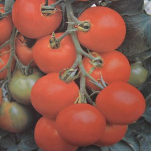 Balkontomatenzaad