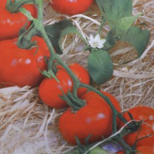 Tomatenzaad Rode Ronde