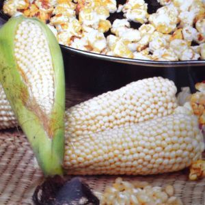Popcorn Zaad (Pofmaïs)
