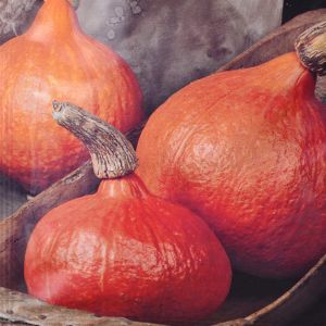 Pompoen Oranje Zon
