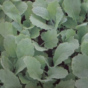 Greens