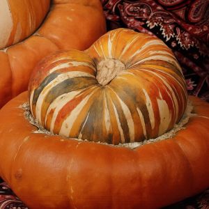 Ornamental Gourd Turkish turban