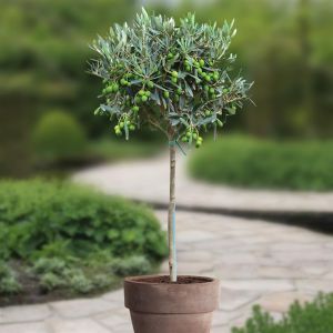 Olijfboom op Stam Olea Europaea