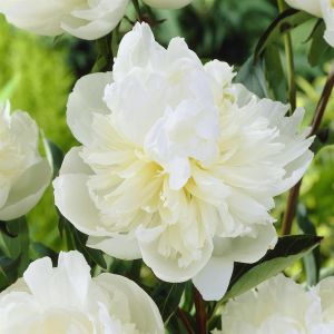 Pioen Duchesse De Nemours