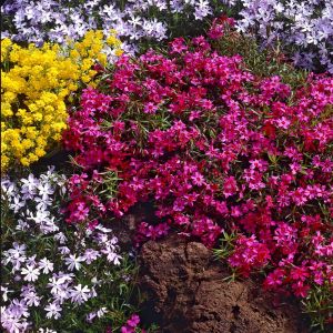 Phlox Subulata Scarlet Flame