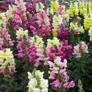 Snapdragon Leeuwenbekje