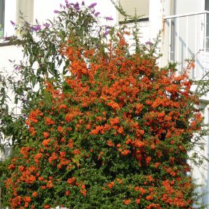 Vuurdoorn haag Orange Charmer