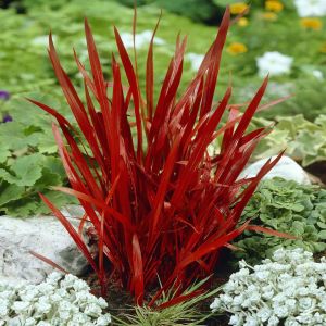 Imperata cylindrica Red Baron