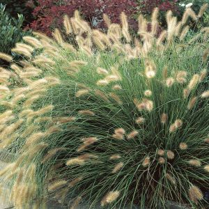 Pennisetum alopecuroides  Hameln