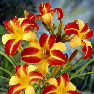 Hemerocallis Frans Hals 9 Cm Pot