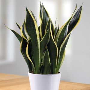 Sanseviera Vrouwentong Black Gold