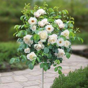 Standard Pot Rose White 120/140 cm