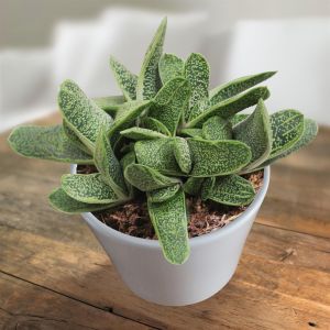 Gasteria Little Warty