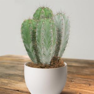 Polaskia Chichipe