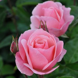 Theeroos Queen Elizabeth Op Pot