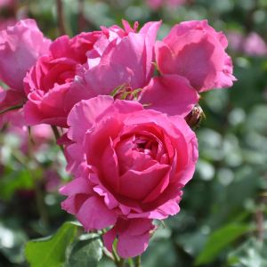 Klimroos Pink Cloud Op Pot