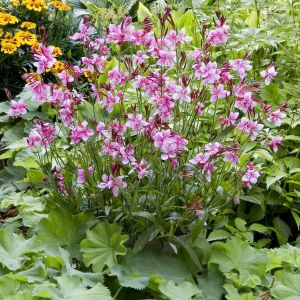 Gaura lindheimeri Siskiyou Pink