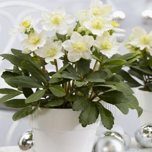 Helleborus Christmas Carol 12cm pot