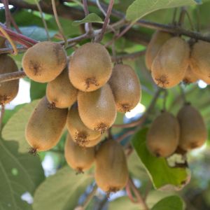 Kiwi Actinidia Deliciosa Hayward