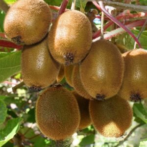 Kiwi Actinidia Deliciosa Jenny