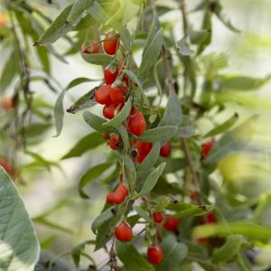 Lycium Barbarum Instant Succes