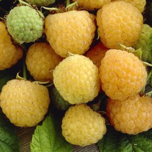 Framboos Golden Everest Rubus idaeus