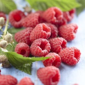 Framboos Heritage Rubus idaeus