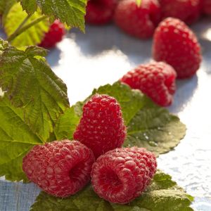 Framboos Meeker Rubus idaeus