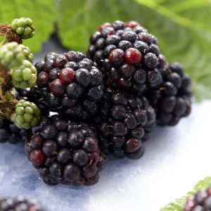 Bramen Theodor Reimers Rubus fruticosus