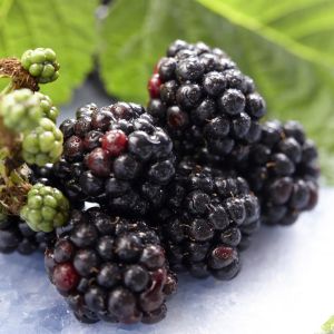 Braam Triple Crown Rubus fruticosu