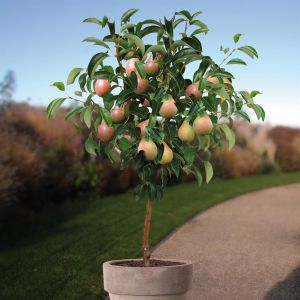 Perenboom Clapp's Favourite op Stam