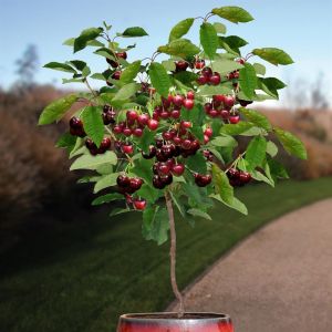Kersenboom Prunus Hedelfinger